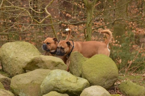 Conti-Treff Frühjahr 2018 - Seeblickbulls BULLY, AMON, HERMINE und ISALOTTA zu Besuch