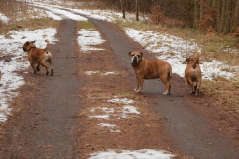 Conti-Treff Frühjahr 2018 - Seeblickbulls BULLY, AMON, HERMINE und ISALOTTA zu Besuch