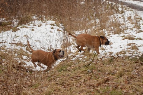 Conti-Treff Frühjahr 2018 - Seeblickbulls BULLY, AMON, HERMINE und ISALOTTA zu Besuch