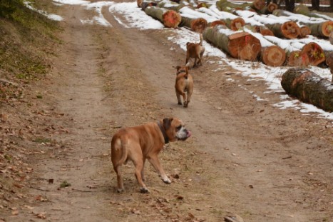 Conti-Treff Frühjahr 2018 - Seeblickbulls BULLY, AMON, HERMINE und ISALOTTA zu Besuch