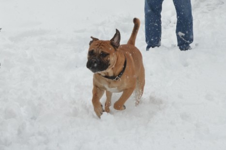 Conti-Treff Frühjahr 2018 - Seeblickbulls BULLY, AMON, HERMINE und ISALOTTA zu Besuch