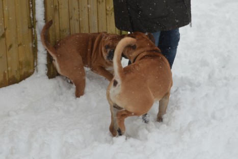 Conti-Treff Frühjahr 2018 - Seeblickbulls BULLY, AMON, HERMINE und ISALOTTA zu Besuch