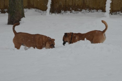 Conti-Treff Frühjahr 2018 - Seeblickbulls BULLY, AMON, HERMINE und ISALOTTA zu Besuch