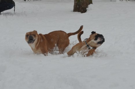 Conti-Treff Frühjahr 2018 - Seeblickbulls BULLY, AMON, HERMINE und ISALOTTA zu Besuch