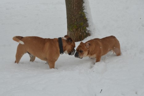 Conti-Treff Frühjahr 2018 - Seeblickbulls BULLY, AMON, HERMINE und ISALOTTA zu Besuch