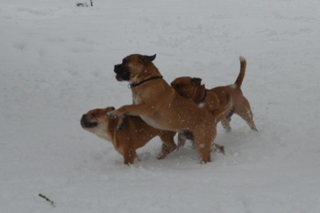 Conti-Treff Frühjahr 2018 - Seeblickbulls BULLY, AMON, HERMINE und ISALOTTA zu Besuch