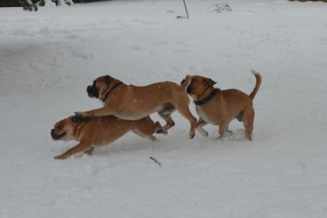 Conti-Treff Frühjahr 2018 - Seeblickbulls BULLY, AMON, HERMINE und ISALOTTA zu Besuch