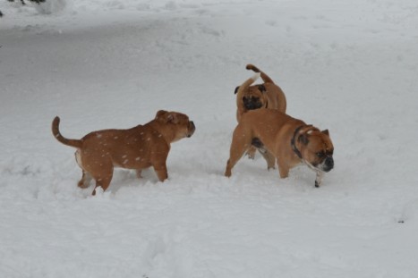 Conti-Treff Frühjahr 2018 - Seeblickbulls BULLY, AMON, HERMINE und ISALOTTA zu Besuch