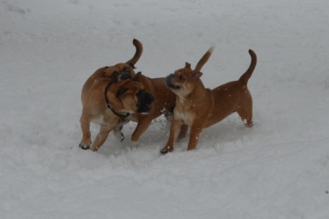 Conti-Treff Frühjahr 2018 - Seeblickbulls BULLY, AMON, HERMINE und ISALOTTA zu Besuch