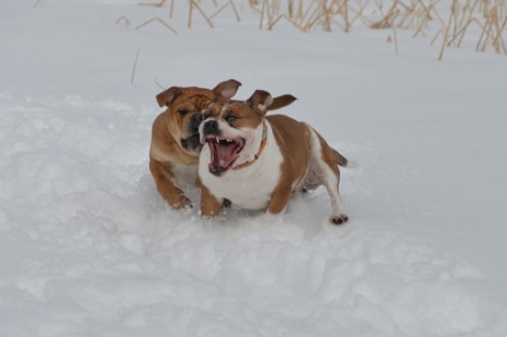 Seeblickbulls im Schnee am 2. April 2018