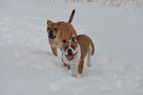 Seeblickbulls im Schnee am 2. April 2018