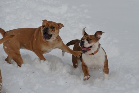 Seeblickbulls im Schnee am 2. April 2018