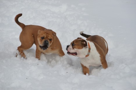 Seeblickbulls im Schnee am 2. April 2018