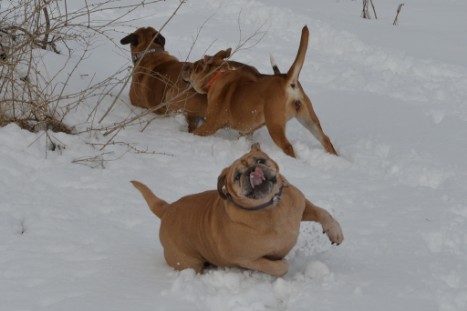 Seeblickbulls im Schnee am 2. April 2018