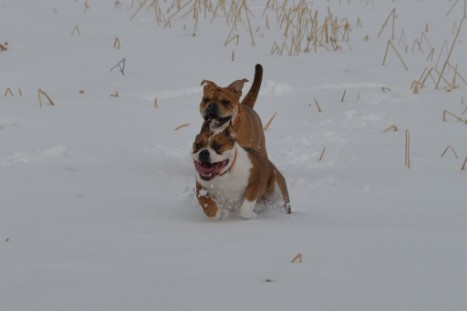 Seeblickbulls im Schnee am 2. April 2018