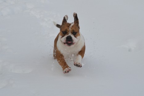 Seeblickbulls im Schnee am 2. April 2018