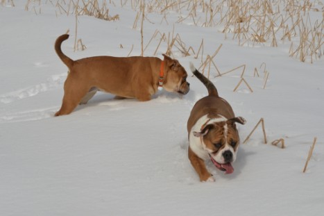 Seeblickbulls im Schnee am 2. April 2018