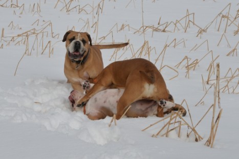 Seeblickbulls im Schnee am 2. April 2018