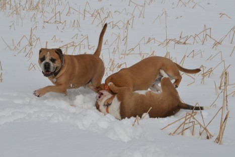 Seeblickbulls im Schnee am 2. April 2018