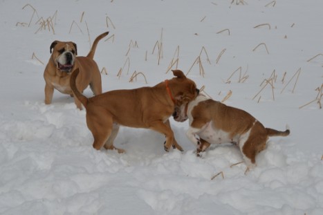 Seeblickbulls im Schnee am 2. April 2018