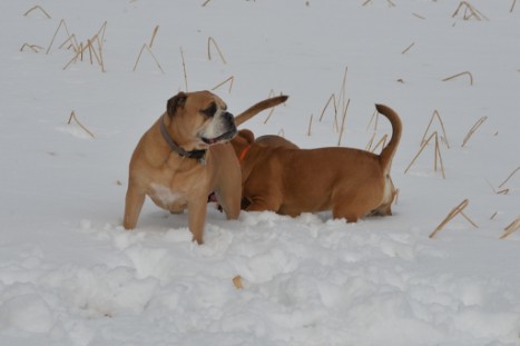 Seeblickbulls im Schnee am 2. April 2018