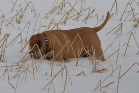 Seeblickbulls im Schnee am 2. April 2018