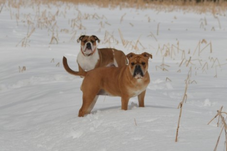 Seeblickbulls im Schnee am 2. April 2018