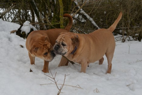 Seeblickbulls im Schnee am 2. April 2018