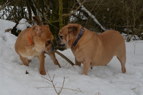 Seeblickbulls im Schnee am 2. April 2018