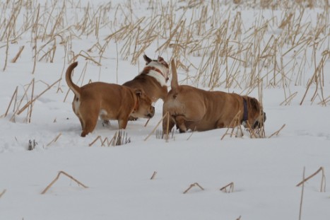 Seeblickbulls im Schnee am 2. April 2018