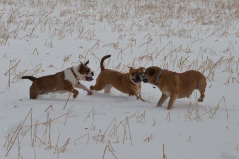 Seeblickbulls im Schnee am 2. April 2018