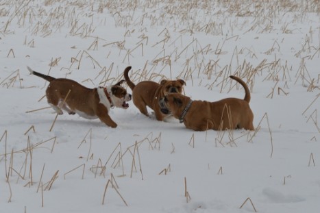 Seeblickbulls im Schnee am 2. April 2018