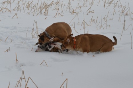 Seeblickbulls im Schnee am 2. April 2018