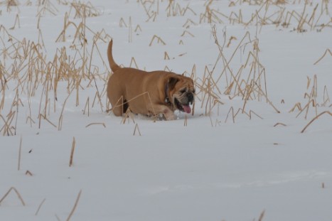 Seeblickbulls im Schnee am 2. April 2018