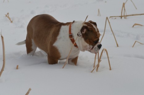 Seeblickbulls im Schnee am 2. April 2018