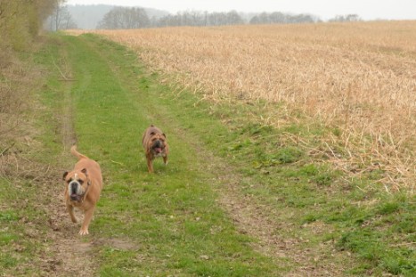 mit Seeblickbulls GINA ABBY und ANTON zum See am 15. April 2018