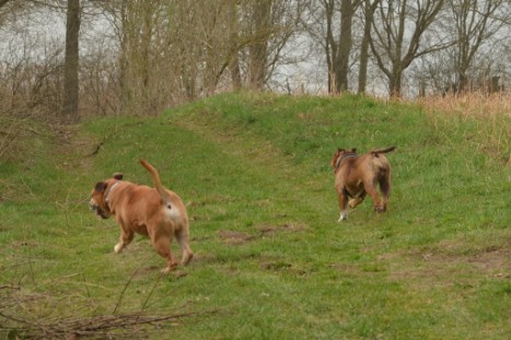 mit Seeblickbulls GINA ABBY und ANTON zum See am 15. April 2018