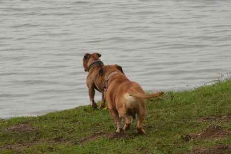 mit Seeblickbulls GINA ABBY und ANTON zum See am 15. April 2018