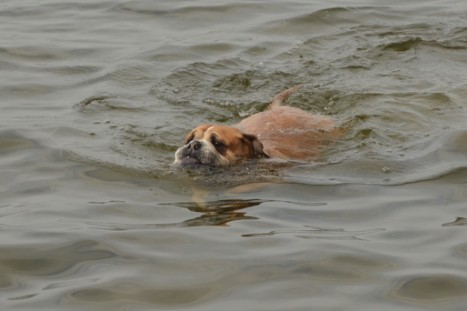 mit Seeblickbulls GINA ABBY und ANTON zum See am 15. April 2018