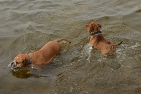 mit Seeblickbulls GINA ABBY und ANTON zum See am 15. April 2018