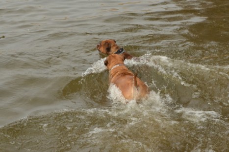 mit Seeblickbulls GINA ABBY und ANTON zum See am 15. April 2018