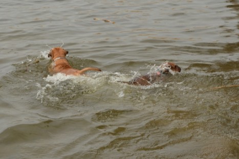 mit Seeblickbulls GINA ABBY und ANTON zum See am 15. April 2018