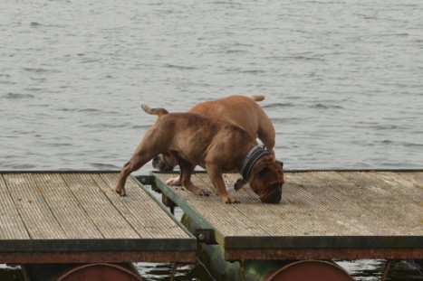 mit Seeblickbulls GINA ABBY und ANTON zum See am 15. April 2018