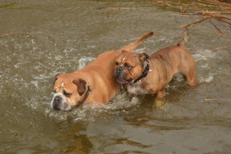 mit Seeblickbulls GINA ABBY und ANTON zum See am 15. April 2018