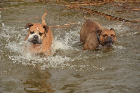 mit Seeblickbulls GINA ABBY und ANTON zum See am 15. April 2018