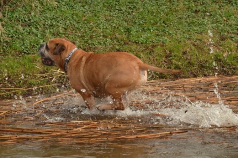 mit Seeblickbulls GINA ABBY und ANTON zum See am 15. April 2018