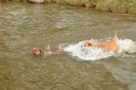 mit Seeblickbulls GINA ABBY und ANTON zum See am 15. April 2018