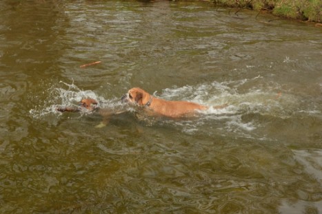 mit Seeblickbulls GINA ABBY und ANTON zum See am 15. April 2018