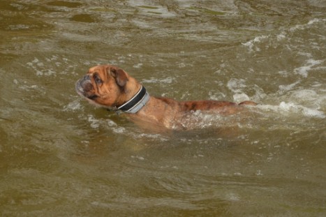 mit Seeblickbulls GINA ABBY und ANTON zum See am 15. April 2018