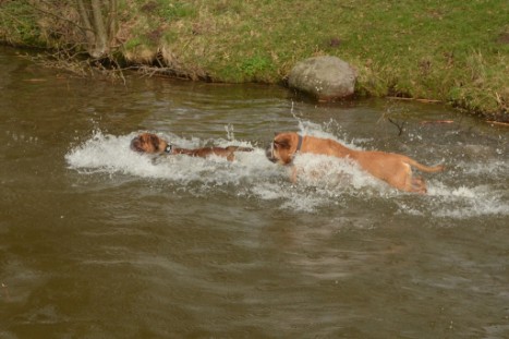 mit Seeblickbulls GINA ABBY und ANTON zum See am 15. April 2018